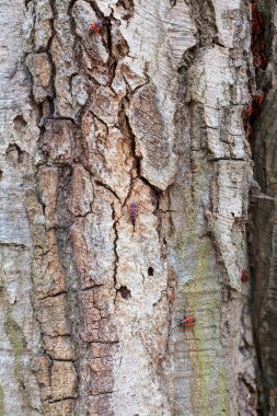 Not alan sığ derinliği bir ağaç kabuğu üzerinde kırmızı begbugs
