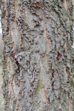 Ağaç kabuğu doğada, Not alan sığ derinliği