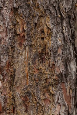 Ağaç kabuğu doğada reçine ile, alan derinliğine dikkat edin.