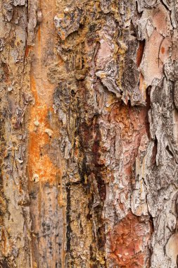Ağaç kabuğu doğada reçine ile, alan derinliğine dikkat edin.