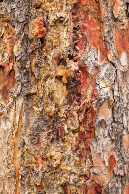 Ağaç kabuğu doğada reçine ile, alan derinliğine dikkat edin.