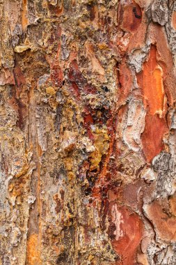 Ağaç kabuğu doğada reçine ile, alan derinliğine dikkat edin.