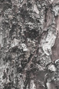 Ağaç kabuğu doğada reçine ile, alan derinliğine dikkat edin.