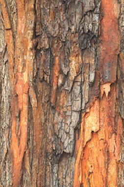 Kırmızımsı ağaç kabuğu, yüzeysel alan derinliğine dikkat edin.