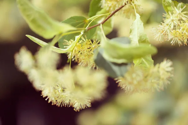 Loş Arkaplanda Ihlamur Çiçeği Tarlanın Sığ Derinliğine Dikkat Edin — Stok fotoğraf