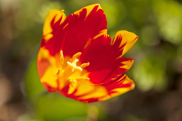 Tulipe Orange Sur Fond Vert Foncé Note Faible Profondeur Champ — Photo