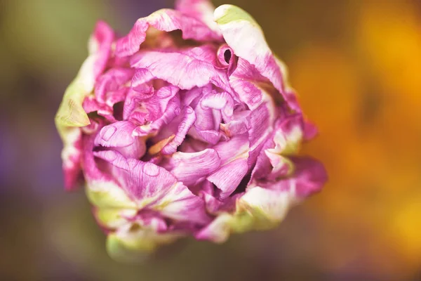 Unopened Colorful Tulip Blur Background — Stock Photo, Image