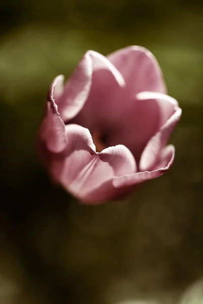 Pink Tulip Blur Green Background Note Shallow Depth Field — Stock Photo, Image