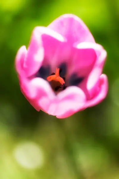 Tulipa Rosa Fundo Verde Borrão Observe Profundidade Rasa Campo — Fotografia de Stock