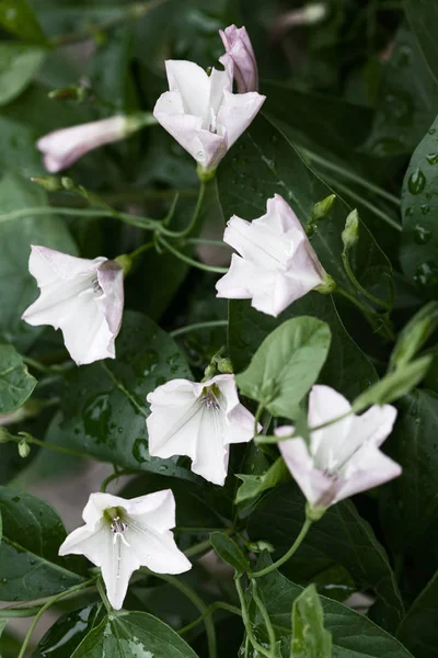 Flores Delicadas Bindweed Natureza Note Profundidade Rasa Campo — Fotografia de Stock