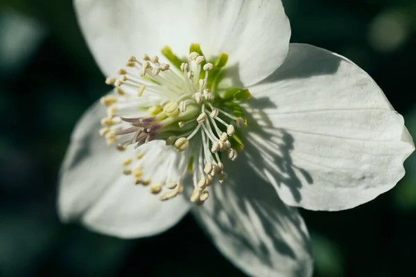 open  white flower with small yellow stamens, note shallow depth of field