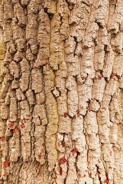 Alan Sığ Derinliği Bir Ağaç Kabuğu Üzerinde Kırmızı Begbugs — Stok fotoğraf