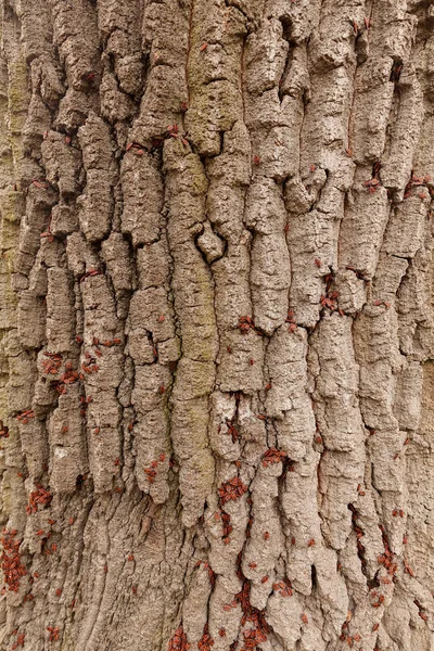 Κόκκινο Begbugs Στο Φλοιό Ενός Δέντρου Σημείωση Ρηχό Βάθος Πεδίου — Φωτογραφία Αρχείου