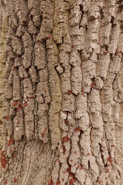 Mendigos Rojos Corteza Árbol Nota Poca Profundidad Campo — Foto de Stock