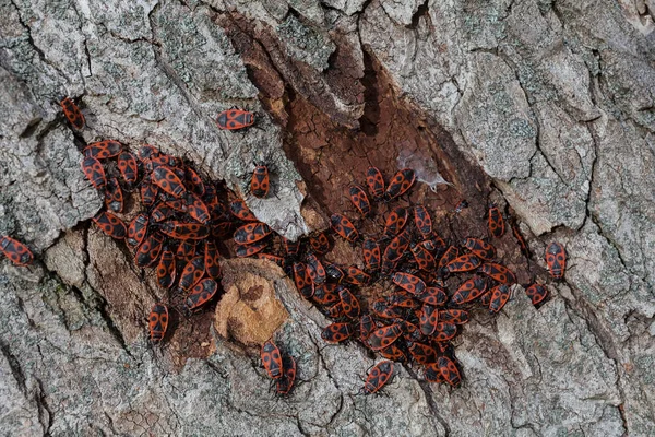 Not alan sığ derinliği bir ağaç kabuğu üzerinde kırmızı begbugs