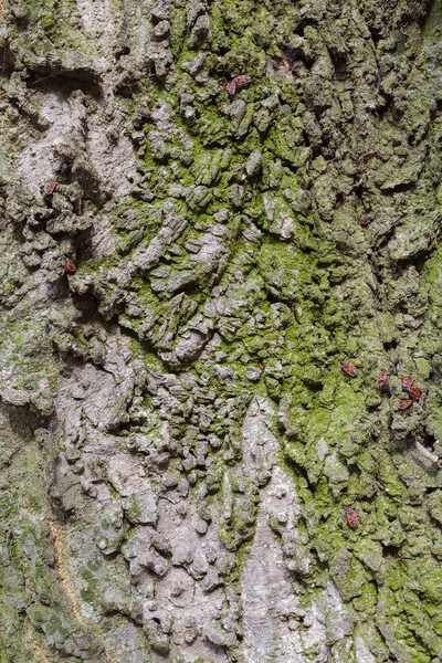 Red Begbugs Bark Tree Note Shallow Depth Field — Stock Photo, Image