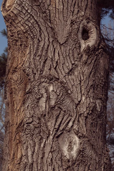 Casca Árvore Natureza Observe Profundidade Rasa Campo — Fotografia de Stock