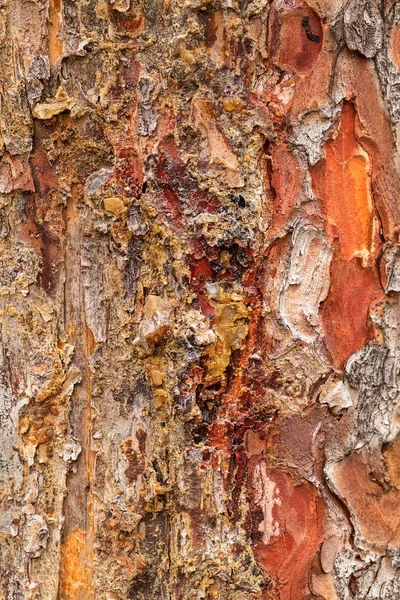 Ağaç kabuğu doğada reçine ile, alan derinliğine dikkat edin.
