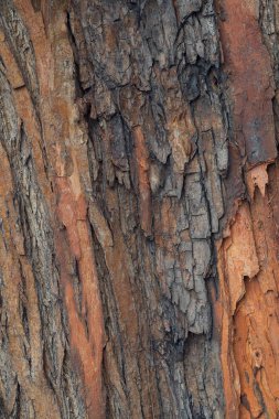 Kırmızımsı ağaç kabuğu, yüzeysel alan derinliğine dikkat edin.