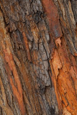 Kırmızımsı ağaç kabuğu, yüzeysel alan derinliğine dikkat edin.