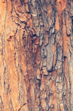 Kırmızımsı ağaç kabuğu, yüzeysel alan derinliğine dikkat edin.