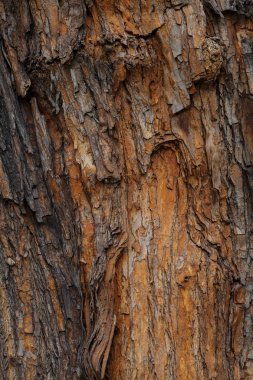 Kırmızımsı ağaç kabuğu, yüzeysel alan derinliğine dikkat edin.