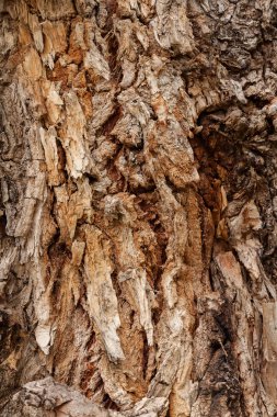 çok eski ağaç kabuğu doğada, dikkat edin sığ alan derinliği