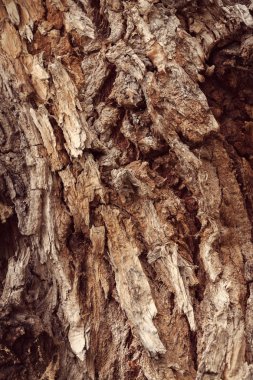 çok eski ağaç kabuğu doğada, dikkat edin sığ alan derinliği