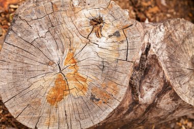 Doğadaki kavşakta bir ağaç, alanın derinliğine dikkat edin.
