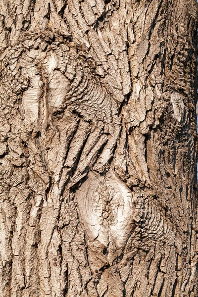 Corteza Árbol Naturaleza Nota Poca Profundidad Campo — Foto de Stock