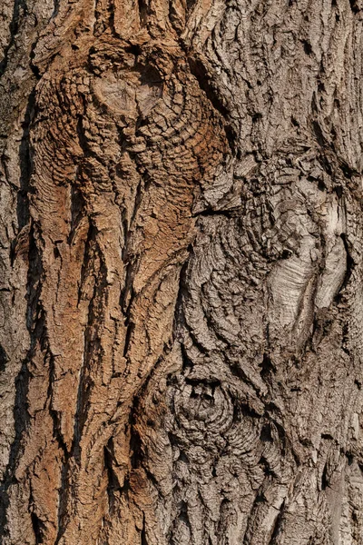 フィールドの浅い深さ 自然の中の木の樹皮 — ストック写真