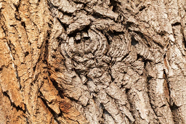 Baumrinde Der Natur Geringe Schärfentiefe Beachten — Stockfoto