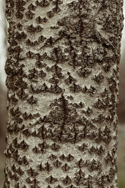 Σημύδα Φλοιού Δέντρου Στη Φύση Σημειώστε Ρηχό Βάθος Πεδίου — Φωτογραφία Αρχείου