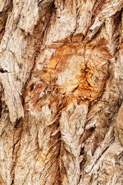 非常に古い木は自然の中で樹皮 フィールドの浅い深さに注意してください — ストック写真