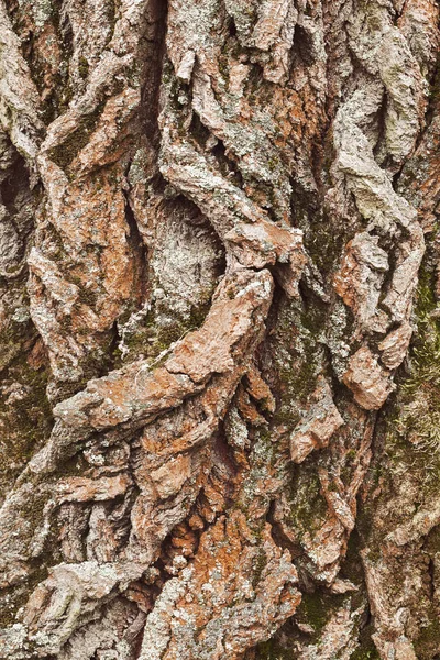 Ağaç Kabuğu Yosunların Etkisinde Sığ Alan Derinliğine Dikkat Edin — Stok fotoğraf