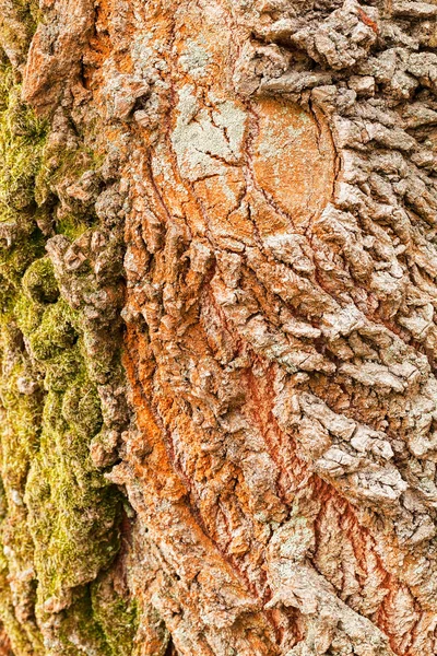 Corteccia Vecchio Albero Sotto Influenza Del Muschio Natura Nota Profondità — Foto Stock