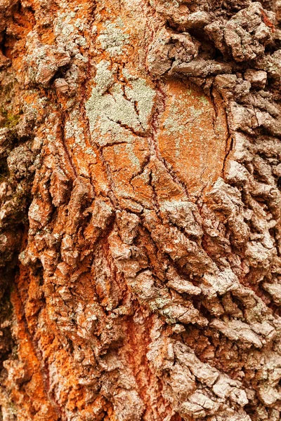 Corteccia Albero Molto Vecchio Natura Nota Profondità Campo Poco Profonda — Foto Stock