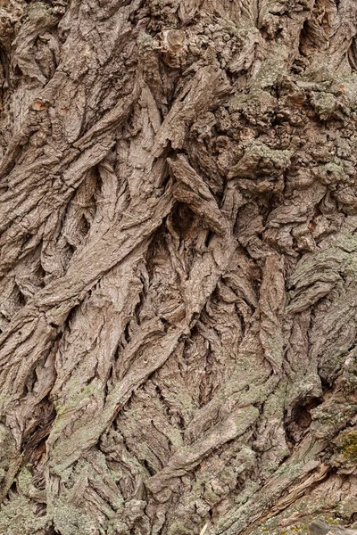 非常に古い木は自然の中で樹皮 フィールドの浅い深さに注意してください — ストック写真