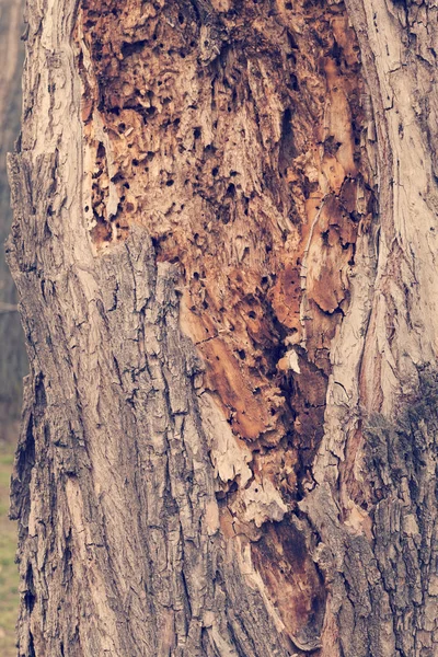 Very Old Tree Bark Nature Note Shallow Depth Field — 스톡 사진