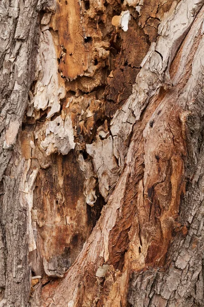 Кора Дерева Природе Обратите Внимание Поверхностную Глубину Поля — стоковое фото