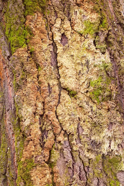 Casca Árvore Velha Sob Influência Musgo Natureza Observe Profundidade Rasa — Fotografia de Stock