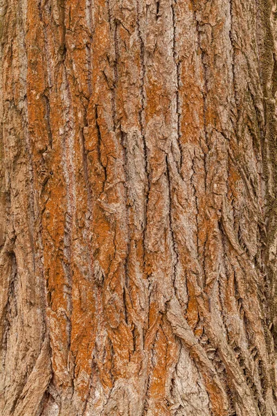 Tree Bark Nature Note Shallow Depth Field — Stock Photo, Image