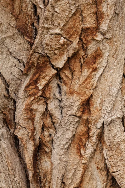 Barken Naturen Obs Kort Skärpedjup — Stockfoto