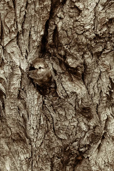 Écorce Arbre Très Ancienne Dans Nature Note Faible Profondeur Champ — Photo