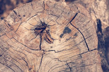 Doğadaki kavşakta bir ağaç, alanın derinliğine dikkat edin.