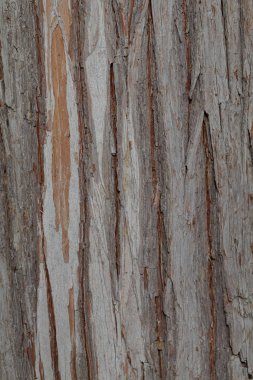 Ağaç kabuğu doğada, Not alan sığ derinliği