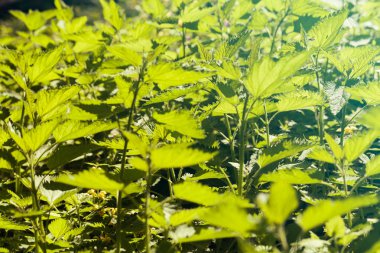 Isırgan otu doğada, derin alan derinliğine dikkat edin.