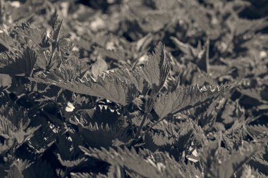 Isırgan otu doğada, derin alan derinliğine dikkat edin.