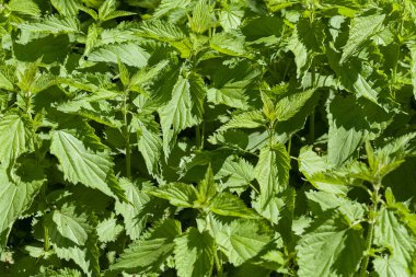 Isırgan otu doğada, derin alan derinliğine dikkat edin.