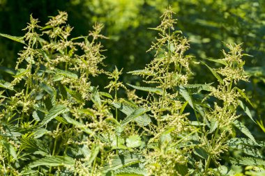  Uzun boylu ısırgan otu, sığ bir alan derinliğine dikkat edin.